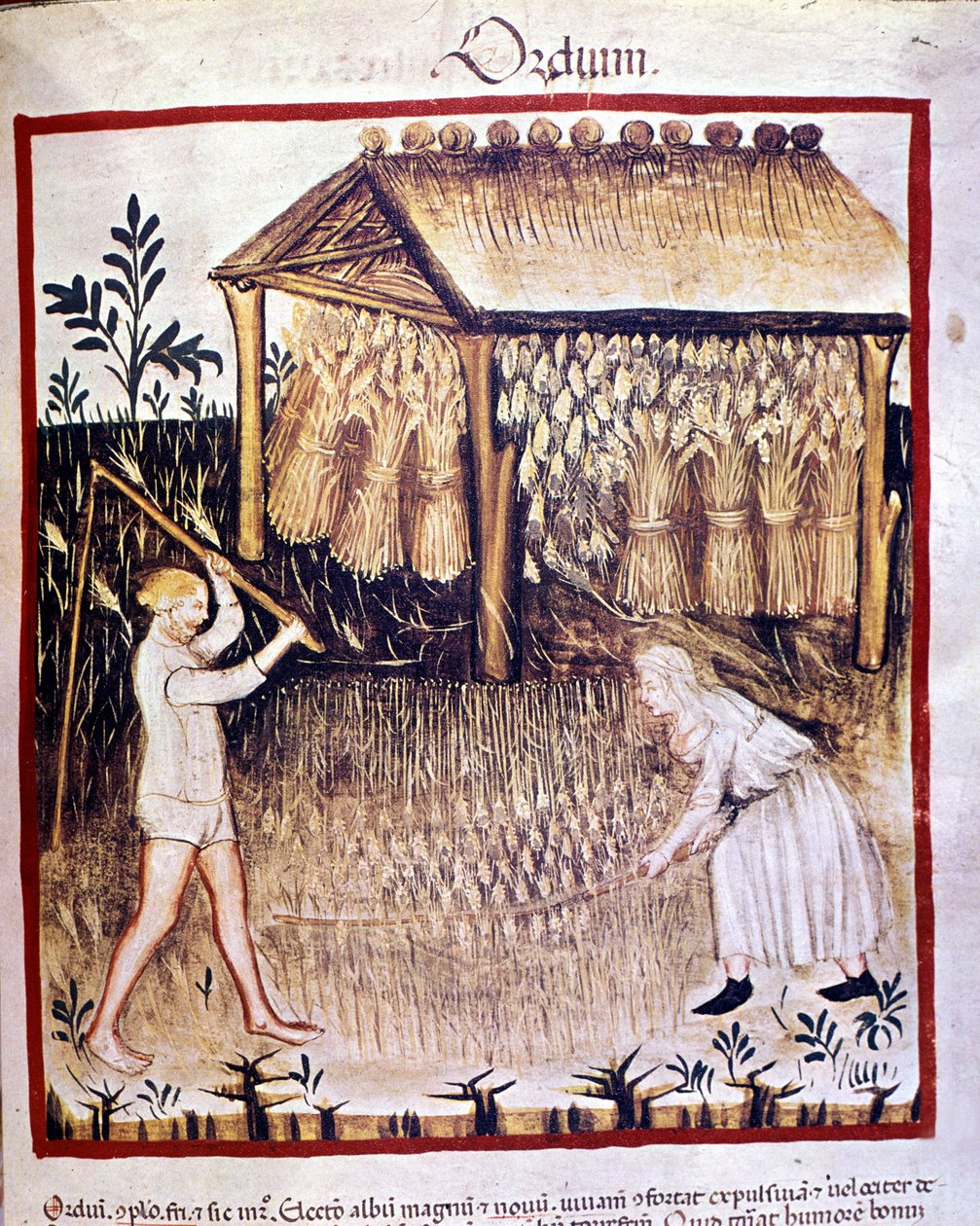 To bønder gjenvinner byggen. På baksiden er hvetestøvlene lagret under et ly. Belysning fra melking av medisin og diett "" Tacuinum sanitatis"" av Unknown artist