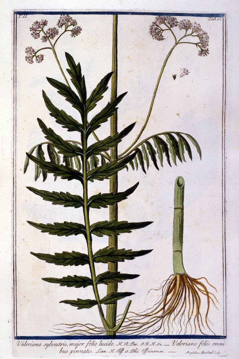Valerian. 1700-talls gravering. av Unknown artist