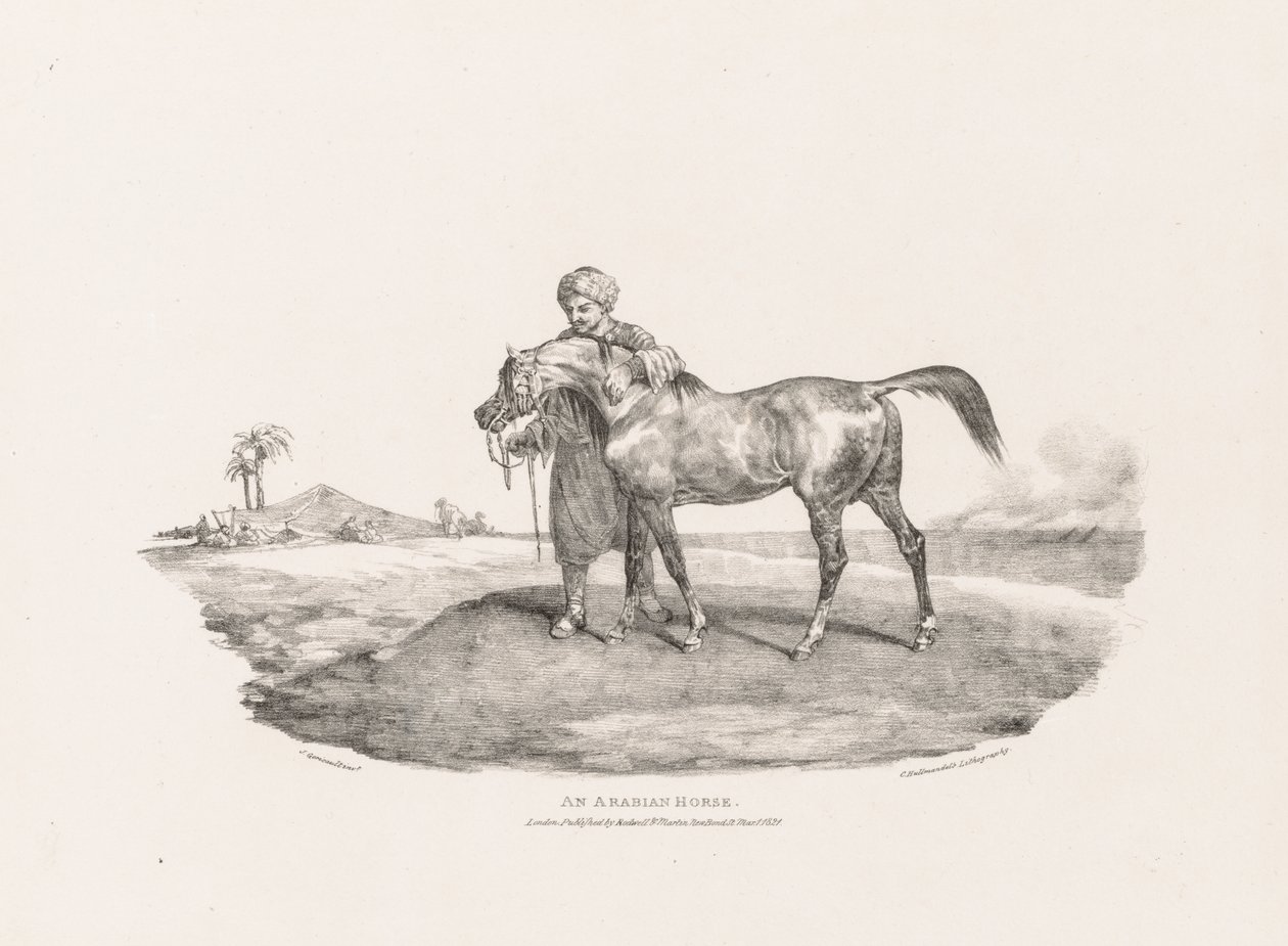 Ulike emner tegnet fra livet og på stein: En arabisk hest av Unknown artist