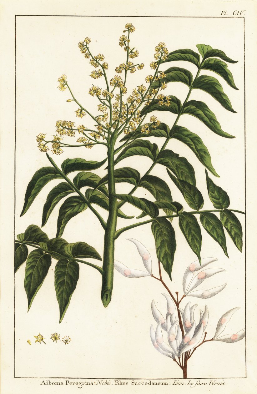 Lakktre, Ailanthus altissima, eller vokstre, Rhus succedanea av Unknown artist