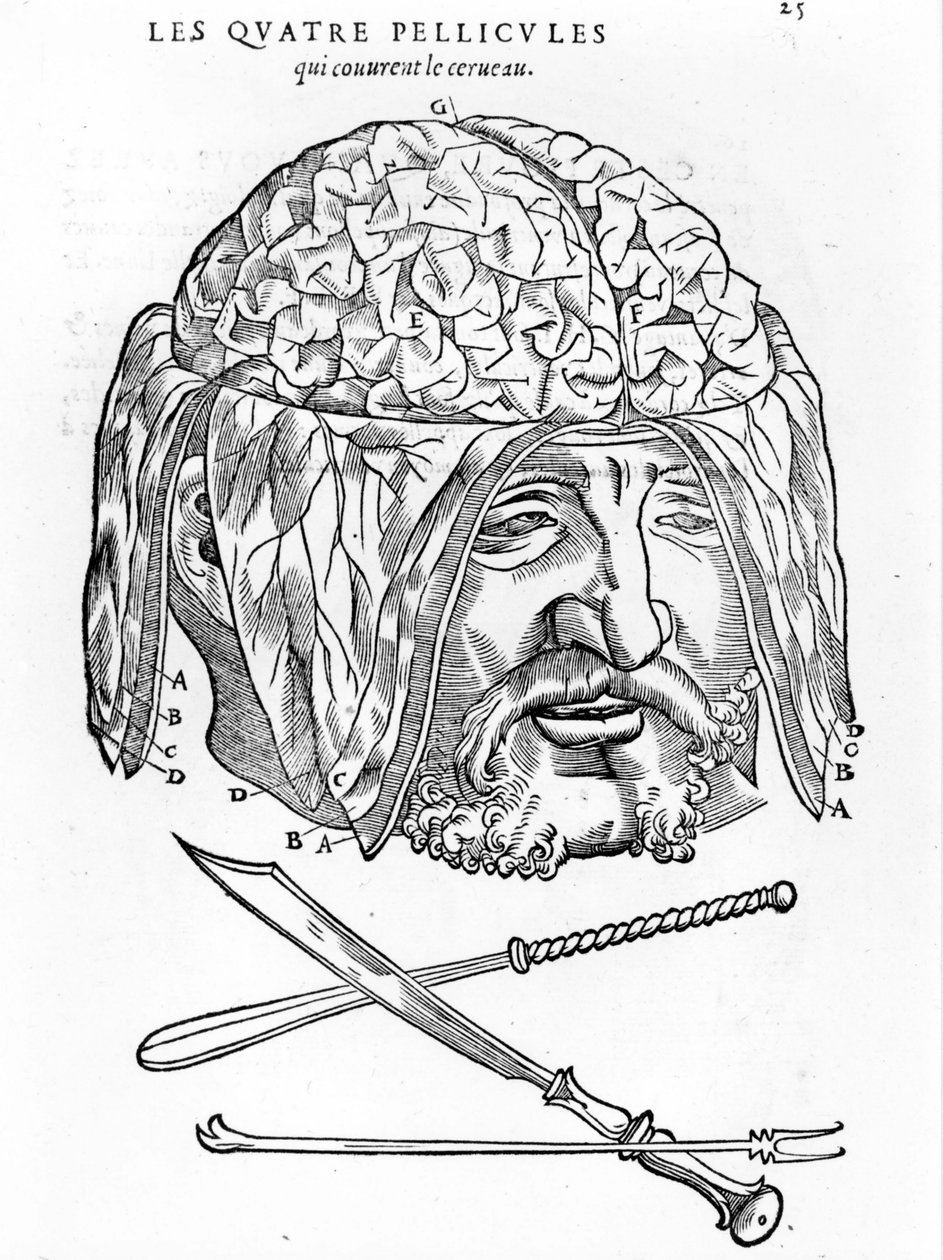 Walter Hermann Ryff: anatomisk beskrivelse av alle deler av menneskekroppen: hjernen. Paris 1545 av Unknown artist