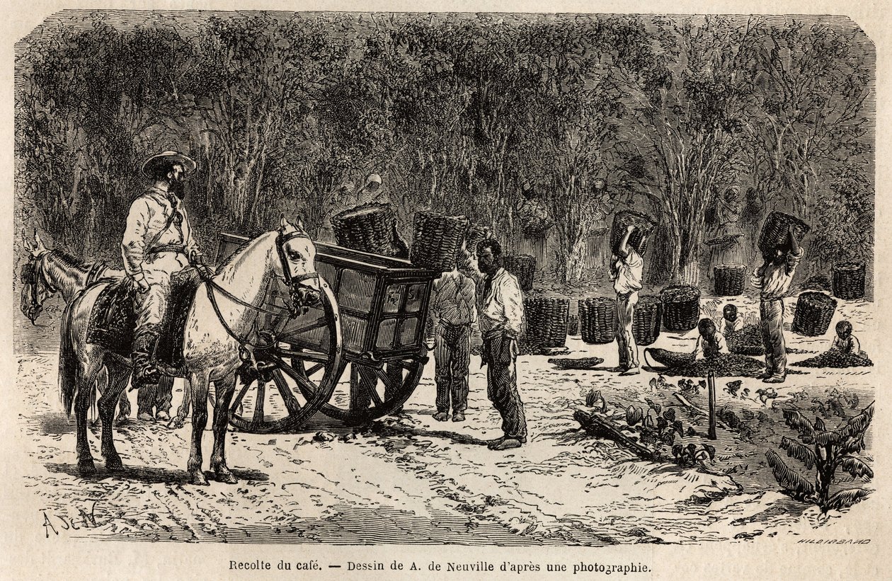 Når kaffen er hentet, samler og frakter mennene de tunge kurvene fylt med kaffefeber, mens barna renser fruktkjøttet som omgir kaffefeberne. Gravering for å illustrere reisen til Brasil, historie av M. og Mme Agassiz, i 1865-18 av Unknown artist