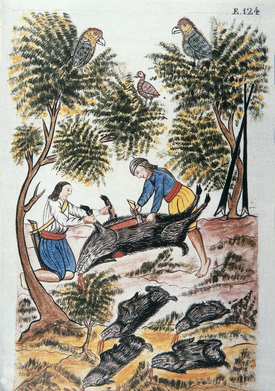 Unge indianere motilones slakter et villsvin, fra boken "Trujillo del Peru" eller "Códice Martínez Compañón", av Baltazar Martinez Compañón y Bujanda, biskop av Trujillo (1782-1785) av Unknown artist