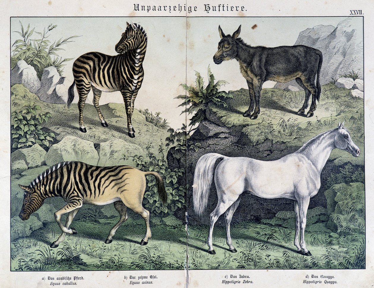 Sebraer, esel og hest - i "" Natural histories of pattedyr", red. Schreiber av Unknown artist