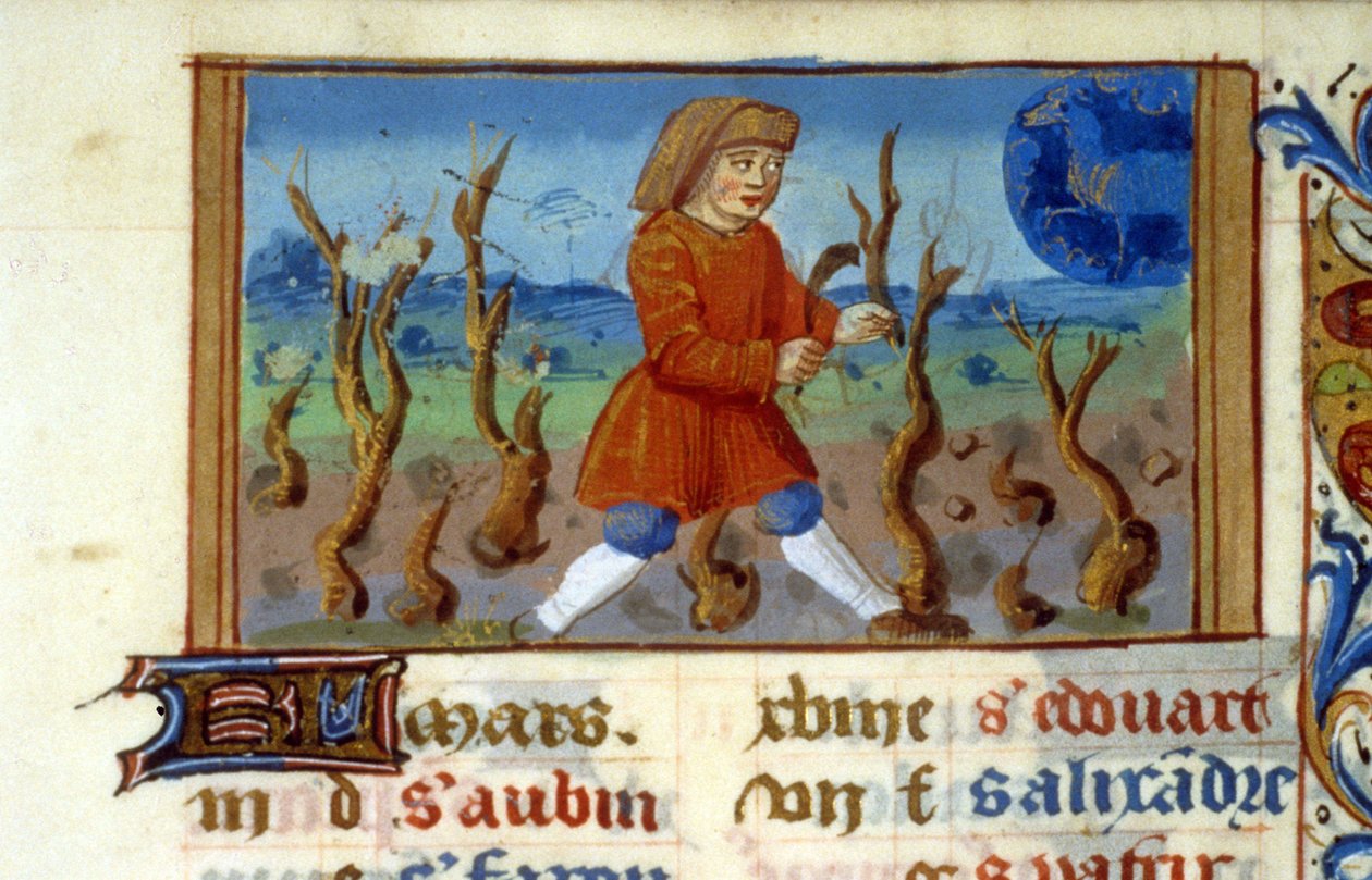 Zodiac Væren og trestørrelse - Miniatyr av middelalderen (ref. 137, 047r) - Be om tillatelse fra kommunalbiblioteket i Toulouse (tlf: 05 62 27 66 66) av Unknown artist
