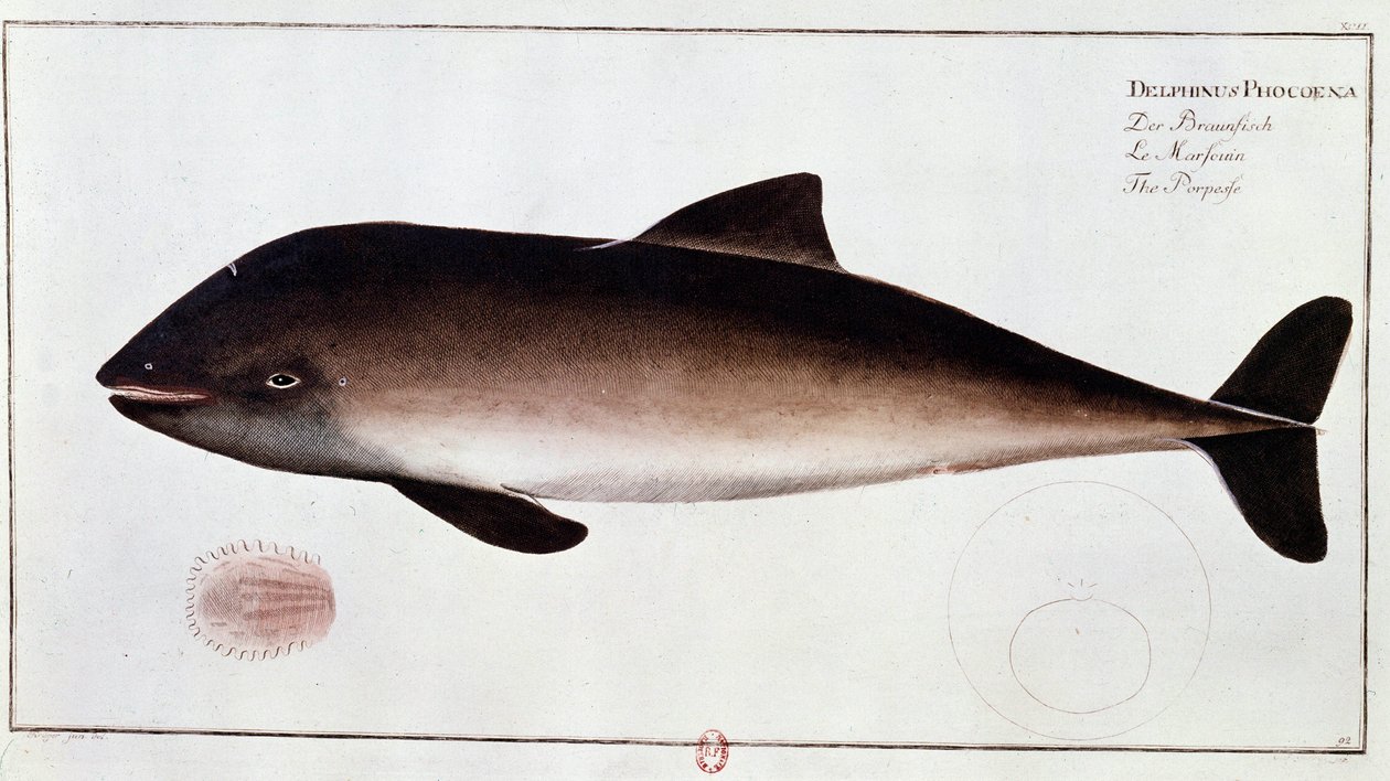 Zoologi: tavle som representerer et nise, akvatisk pattedyr. Trykk fra begynnelsen av 1700-tallet B.N. Paris av Unknown artist