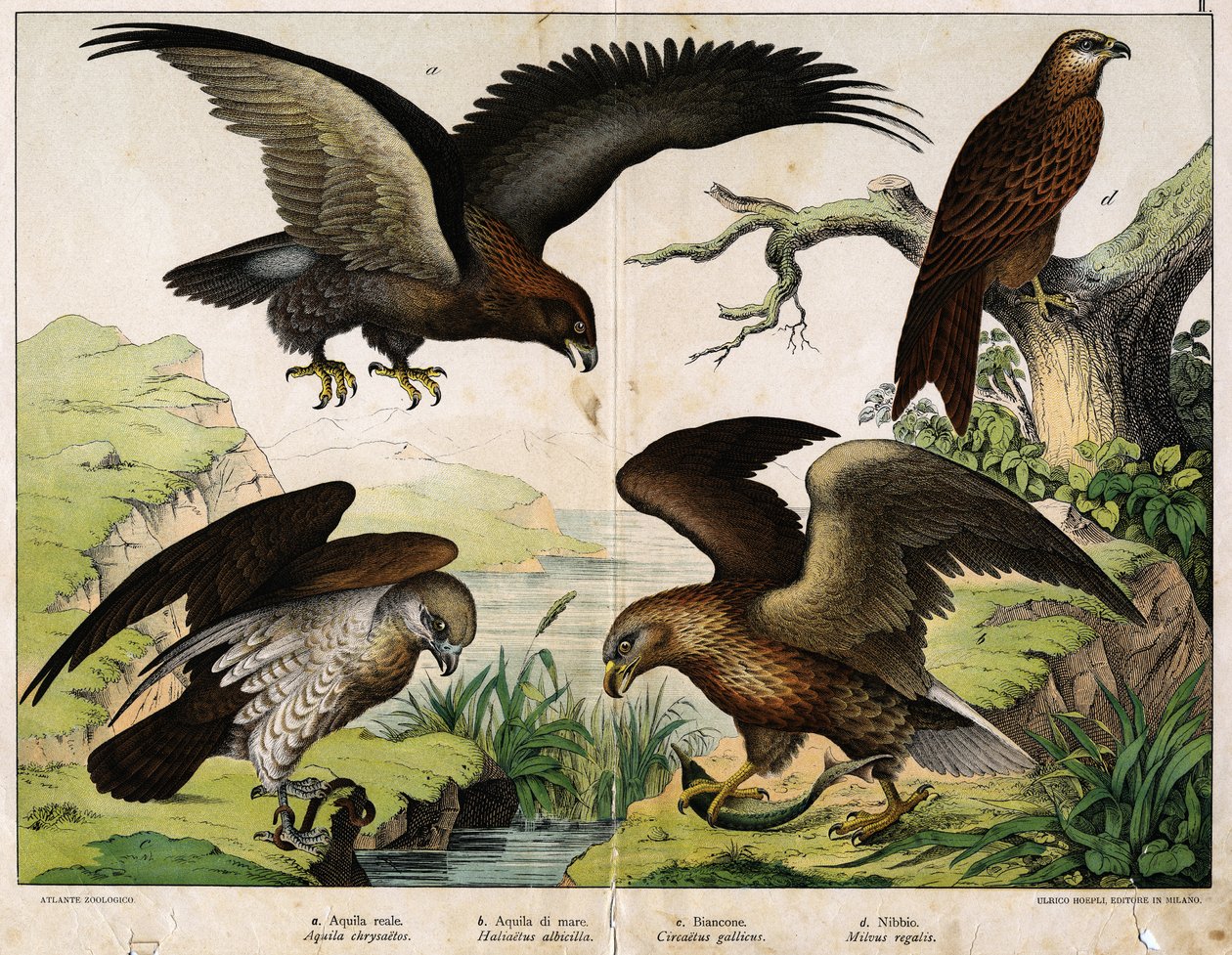 a: Kongeørn (Aquila chrysaetos), b: Havørn (Haliaetus-ørn), c: Circete, Johannes den hvite (Circaëtus gallicus), d: Milano (Milvus regalis) - i "Fuglenes naturhistorie", red. Hoepli, Milano av Unknown artist
