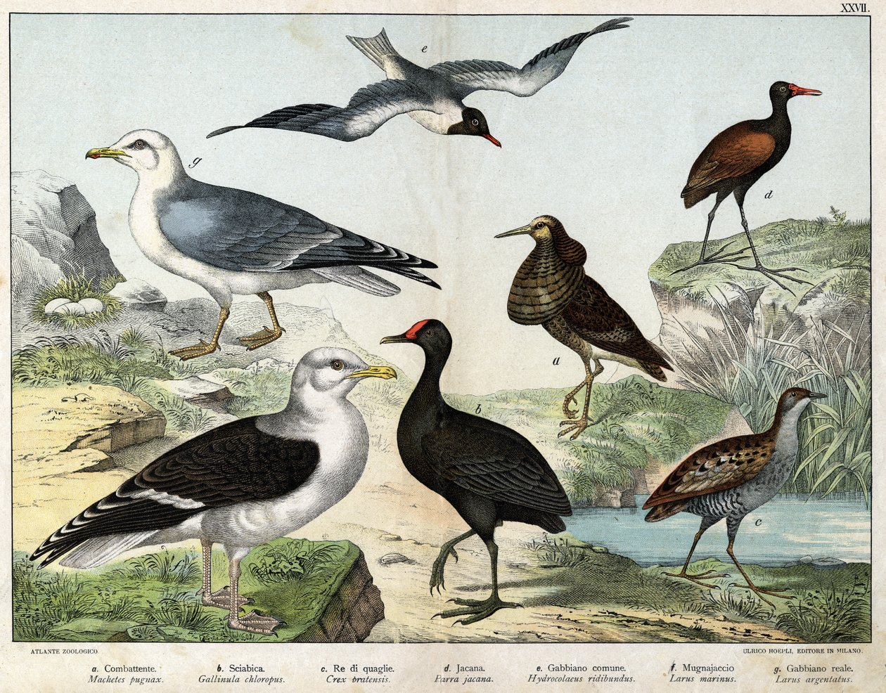a: Jagerflyen (Machetes pugnax), b: Kylling Gallinula chloropus), c: Rale des genetes (Crex pratensis), d: Jacana (Parra Jacana), e: Svartøydemåke (Hydrocolaeus ridibundus), f: Måke (Larus) marinus), g: Sildemåke (Larus argentus) - I «Natural Hist av Unknown artist