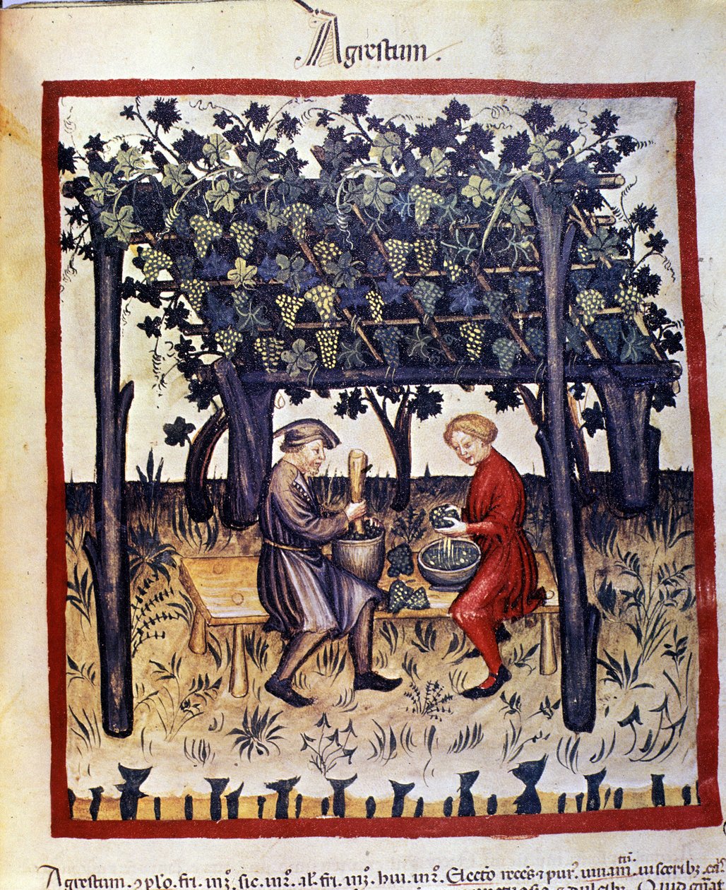pressing av druene ved høsting. Belysning fra melking av medisin og diett "" Tacuinum sanitatis"" av Unknown artist