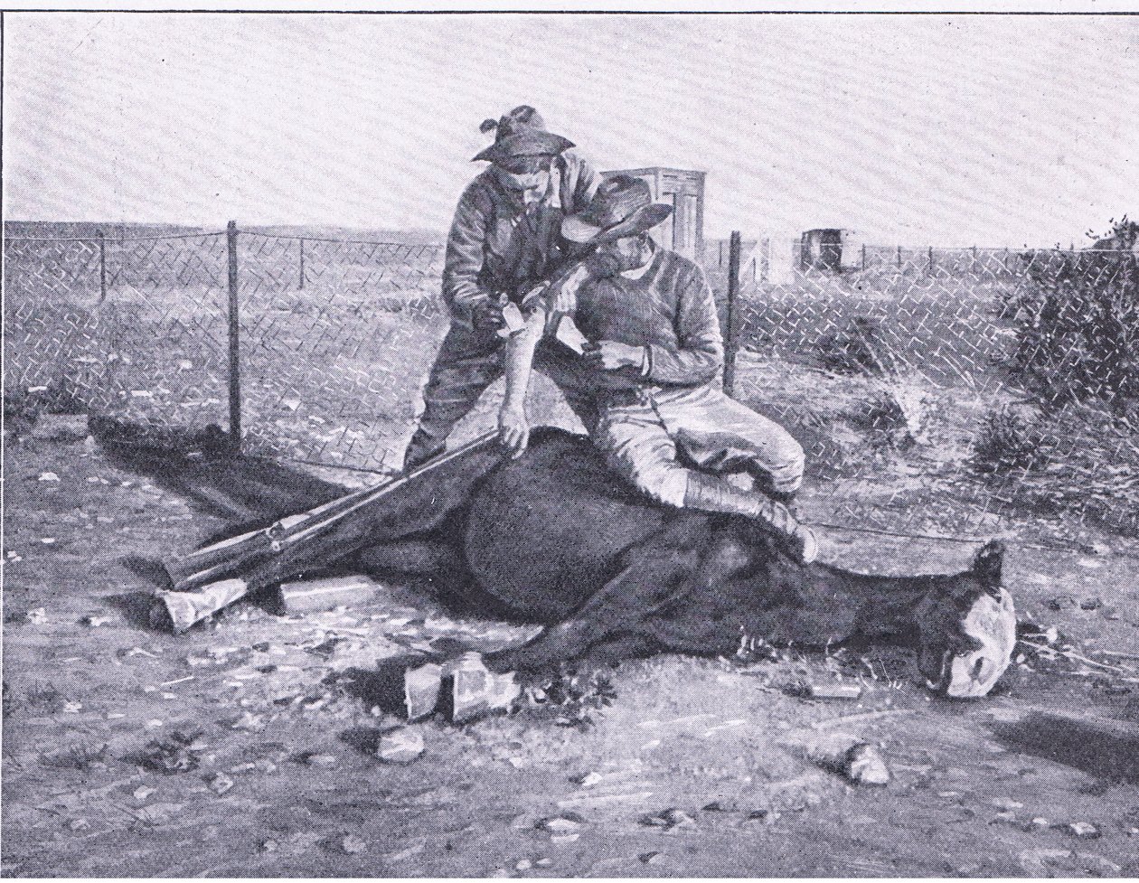 En smal flukt. En såret speider som har fått hesten skutt under seg, fra After Pretoria: The Guerilla War utgitt av Harmsworth Bros Limited av Unknown photographer