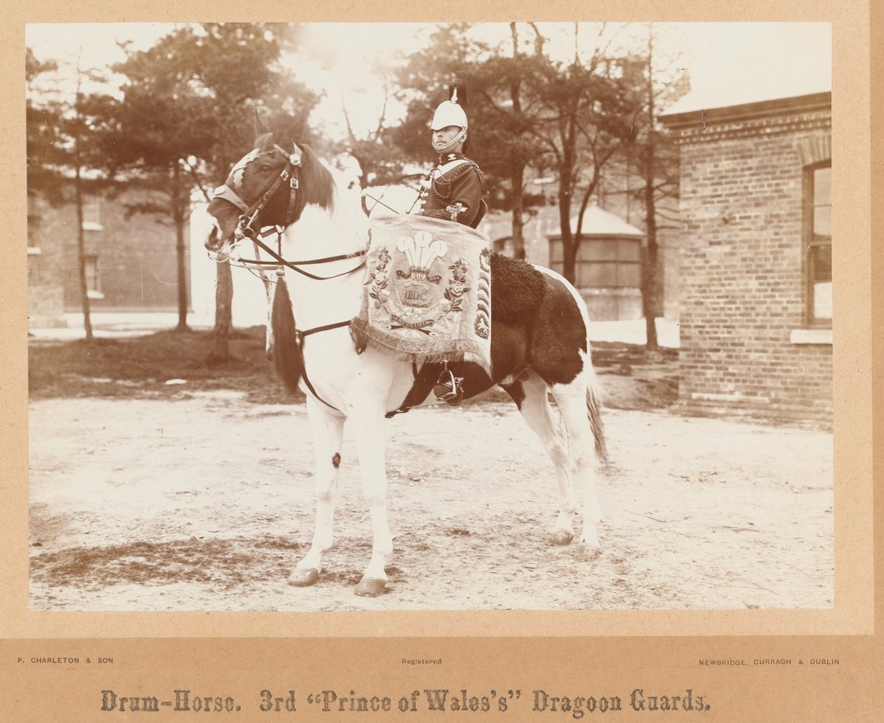 ?Trommehest, 3rd Prince of Wales?s Dragoon Guards?, 1895 ca. av Unknown photographer