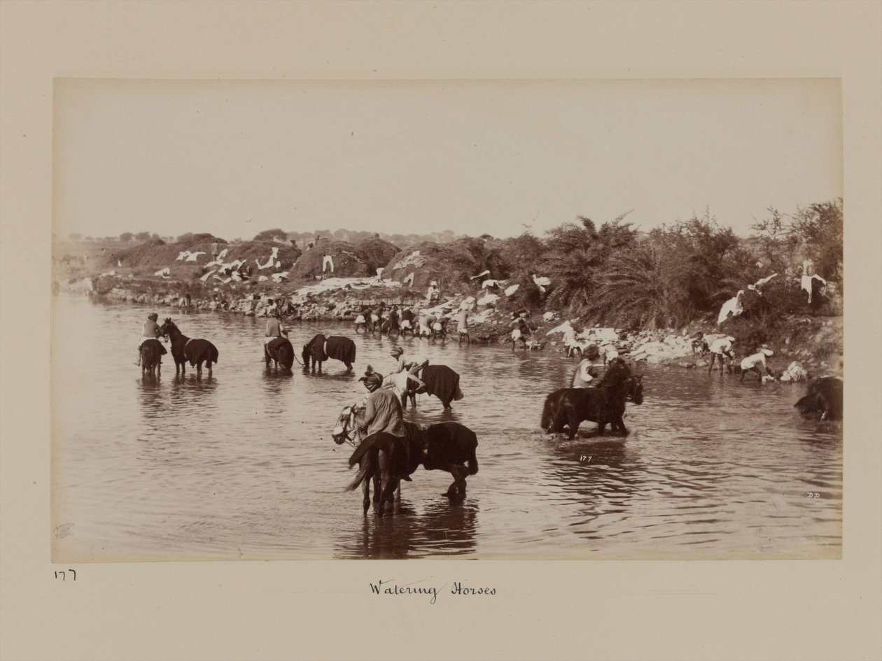 Indiske kavalerister som vanner hestene sine under treningsleiren i Delhi av Unknown photographer