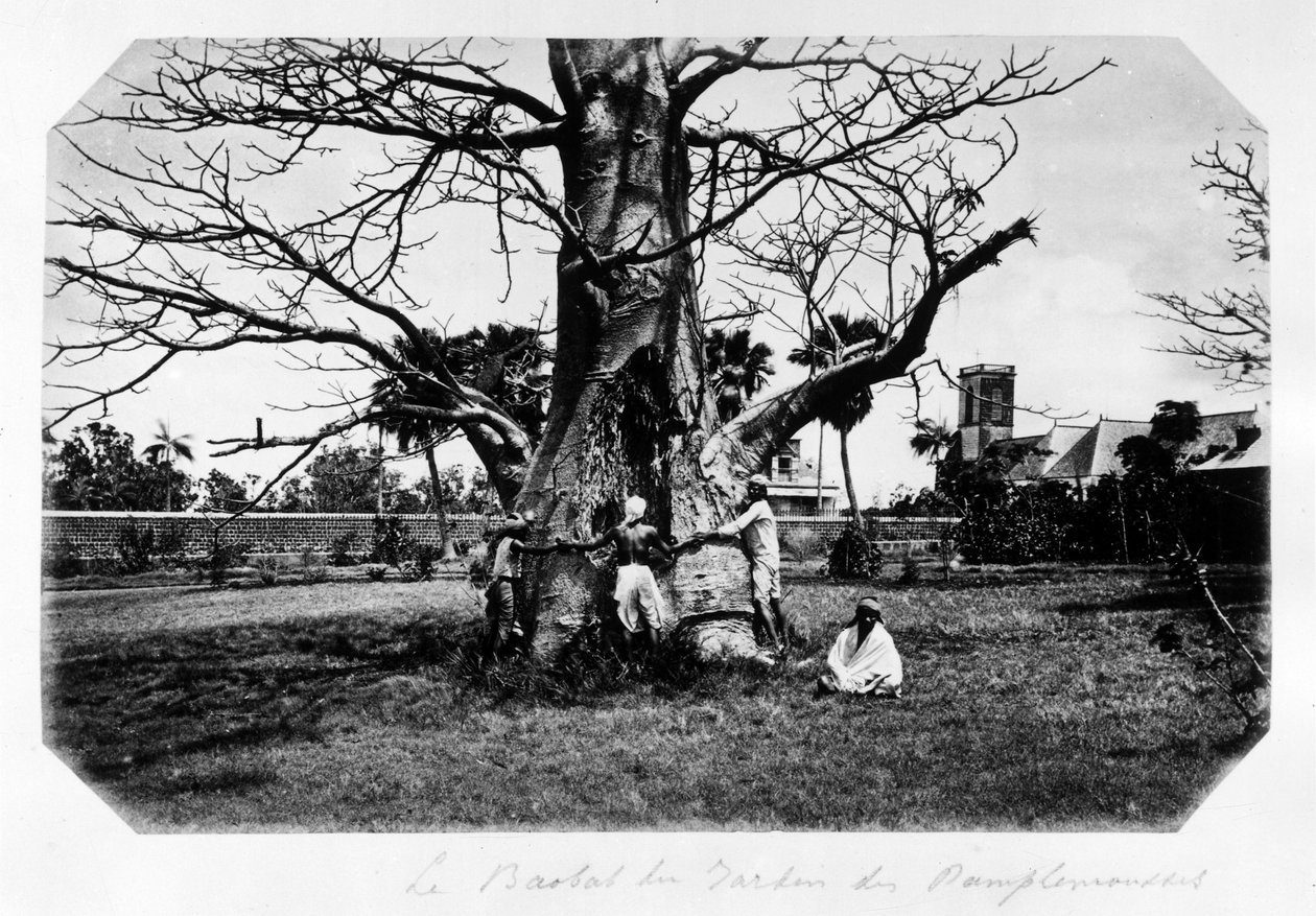 Baobaben i grapefrukthagen, Mauritius - i "" Souvenir de l'île Maurice""" 1800-tallet (Henri Bernardin de Saint Pierre (Saint-Pierre eller St-Pierre), Paul og Virginia) av Unknown photographer