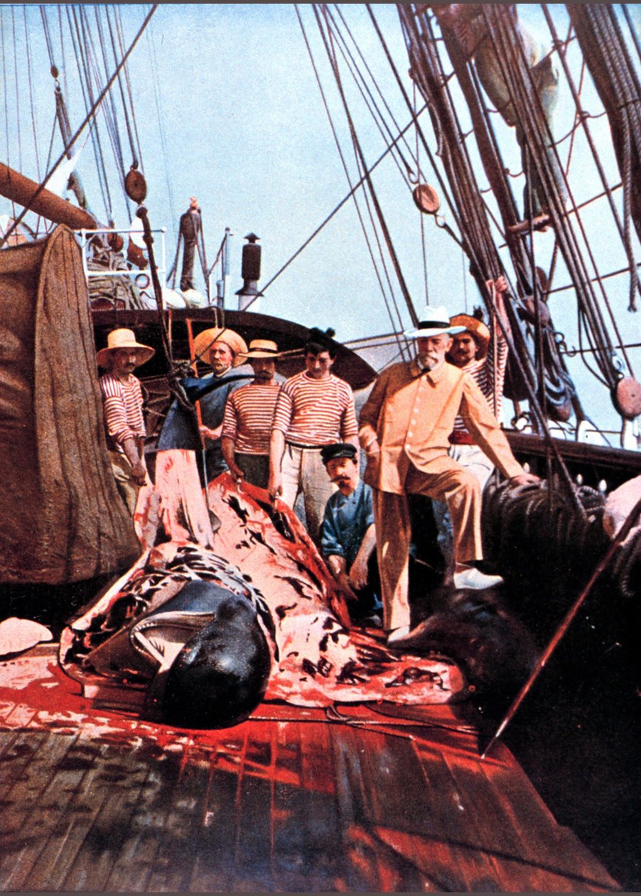 Prins og havforsker Albert I av Monaco på dekket av skipet "Princess Alice" med en død globicephal. av Unknown photographer