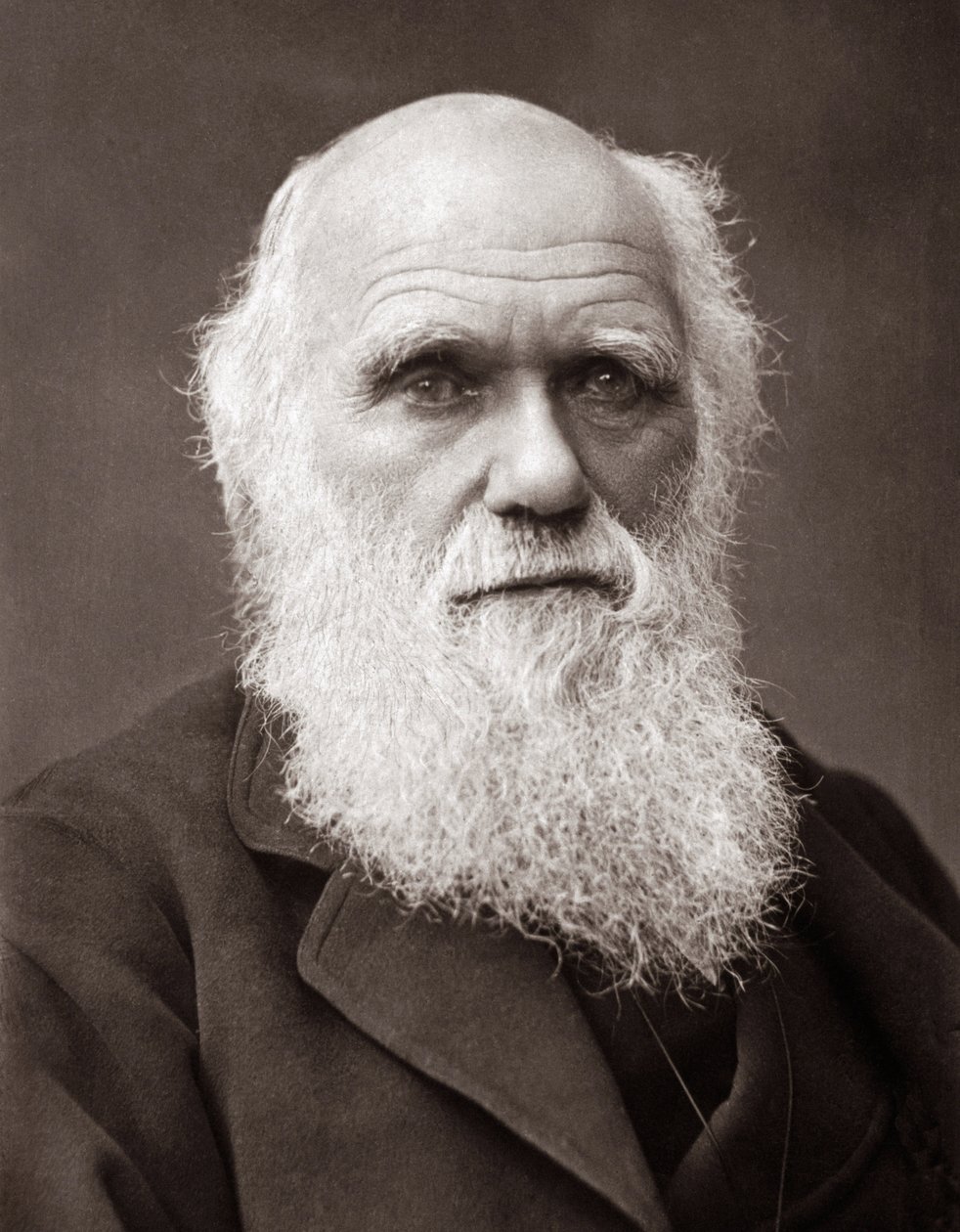 Den engelske naturforskeren Charles Robert Darwin (1809-1882) av Unknown photographer