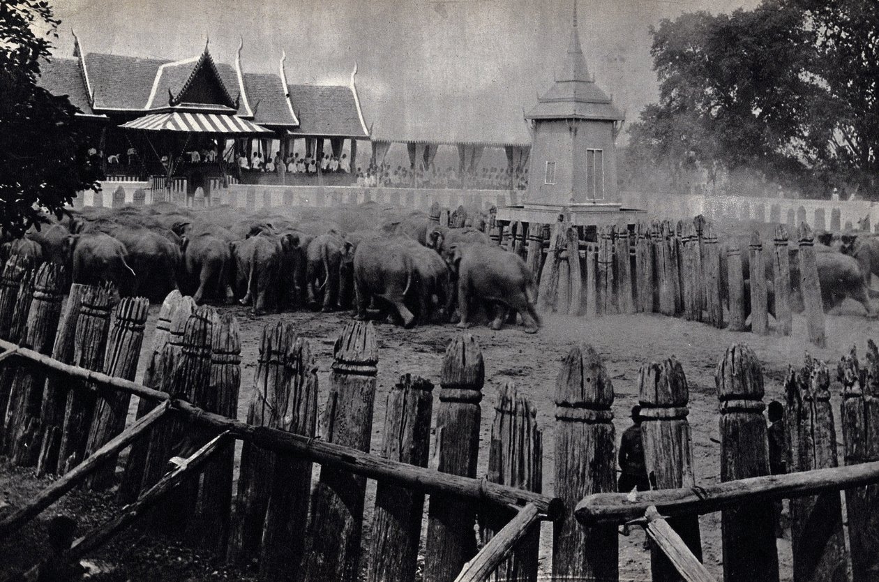 De kongelige elefantene i Bangkok av Unknown photographer