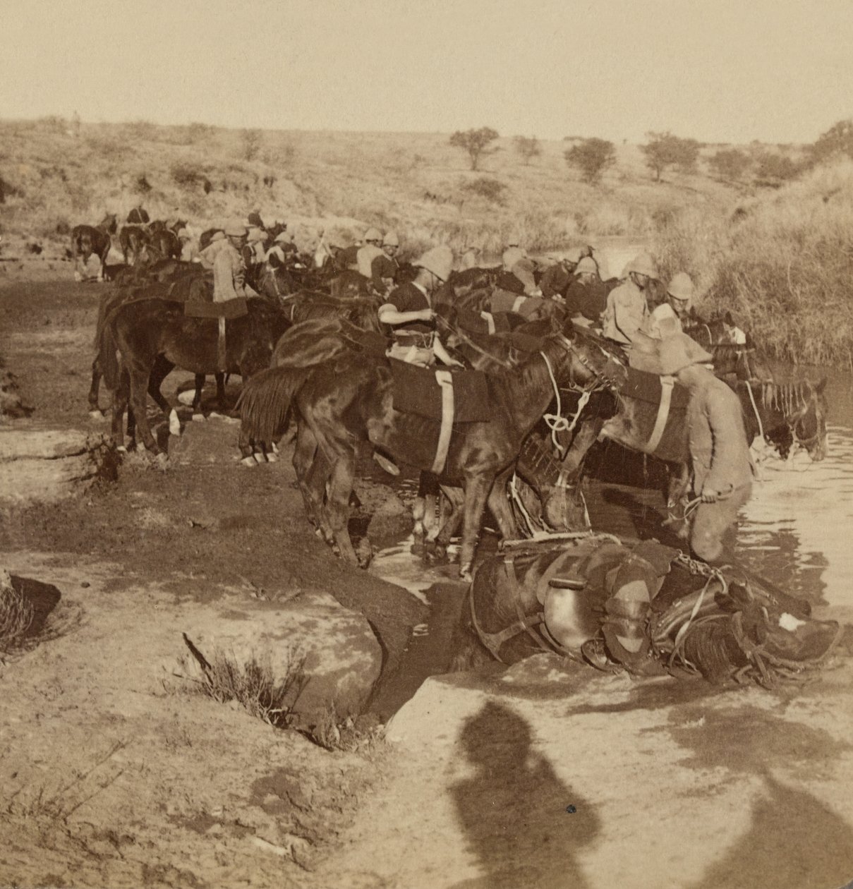 Vanning av artillerihester, Welgelegen, Sør-Afrika av Unknown photographer