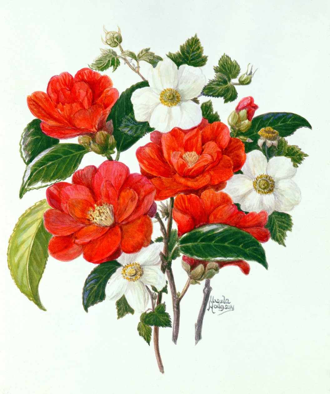 Camellia Adolf Audusson (wc på papir) av Ursula Hodgson