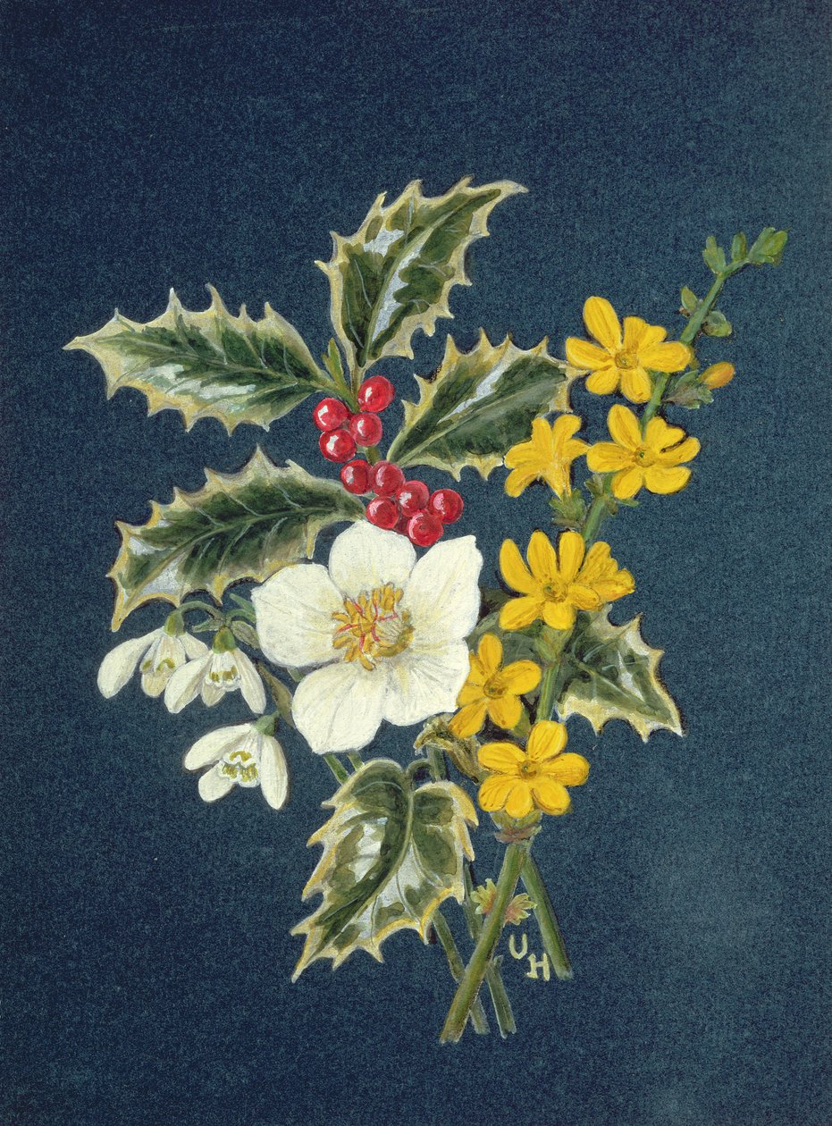Holly, Christmas Rose, Snowdrop and Winter Jasmine (wc på papir) av Ursula Hodgson