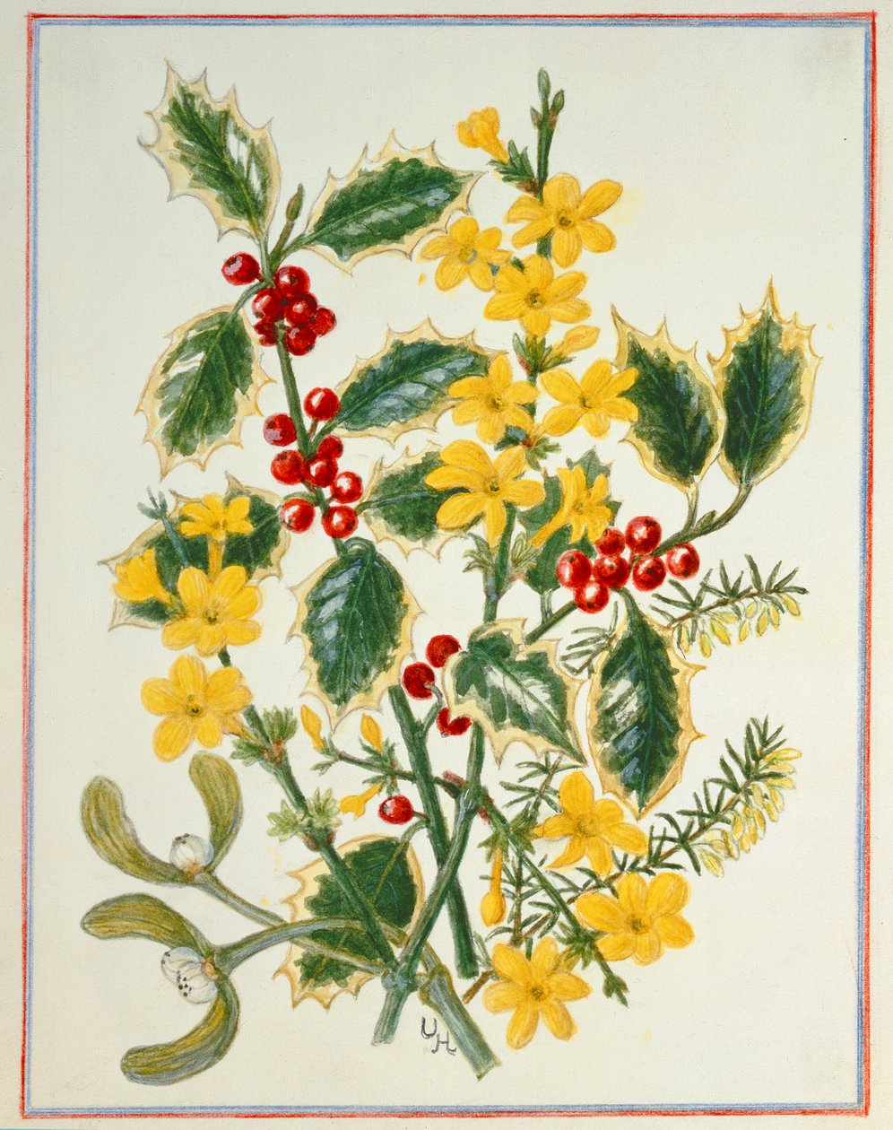 Holly, Winter Jasmine, Heath and Misteltein (wc på papir) av Ursula Hodgson