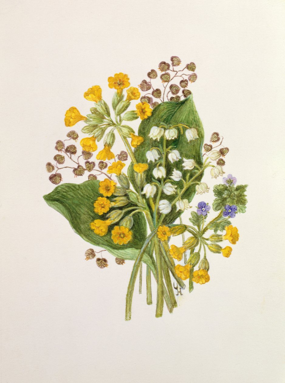 Lily of the Valley og Cowslips (wc på papir) av Ursula Hodgson