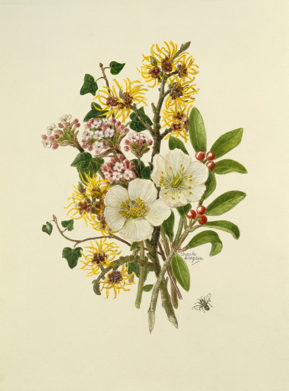 Skimmia Japonica, Hamamelis, Viburnum og Hellebore (wc på papir) av Ursula Hodgson