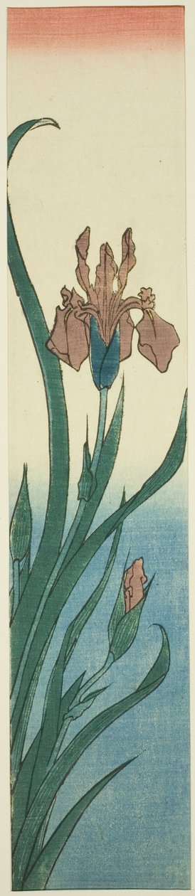 Iris av Utagawa Hiroshige
