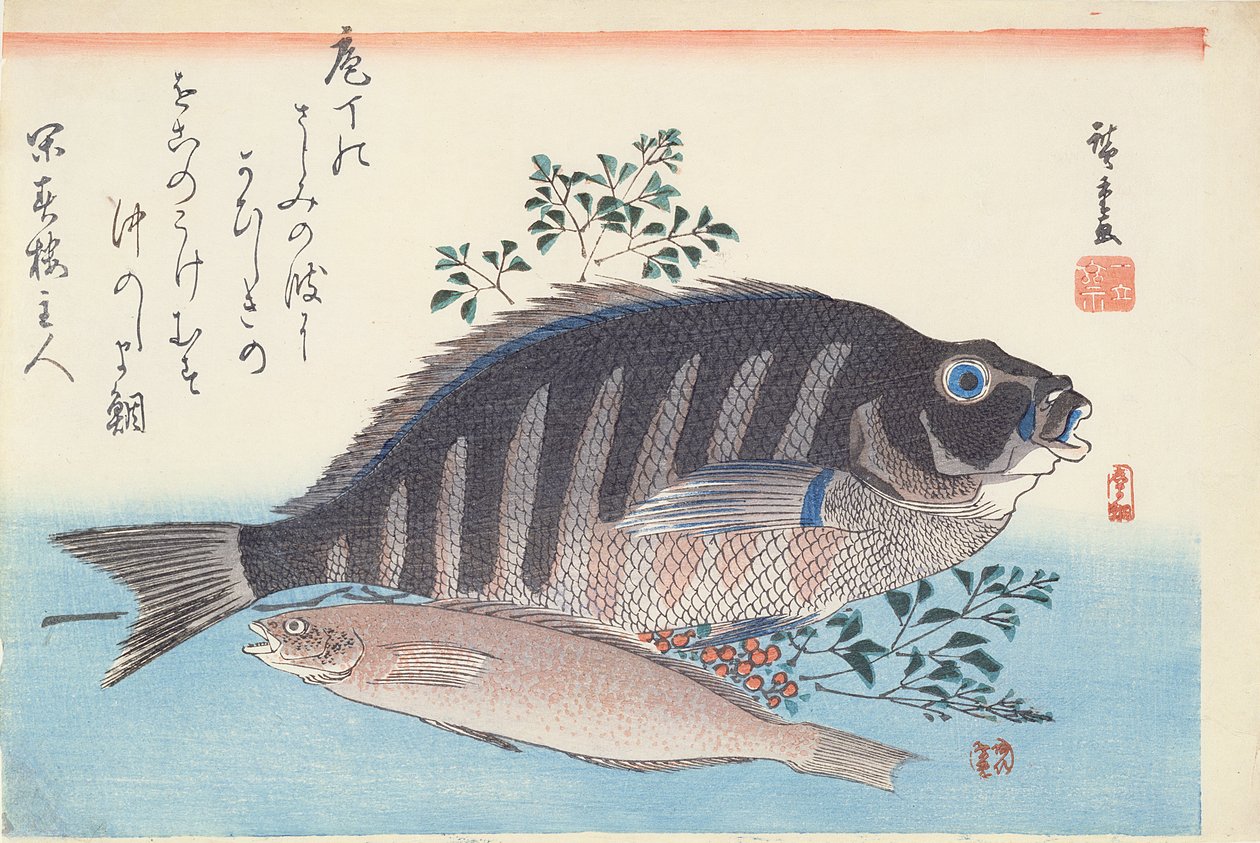 Shimadai og Ainame, fra serien 'The Large Fish', Utagawa School, ca. 1840-42 (treblokk håndfarget trykk på papir) av Utagawa Hiroshige