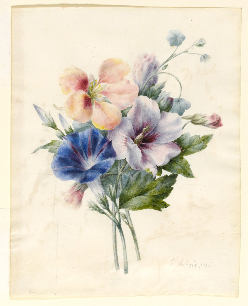 Blomster inkludert blå convolvulus, 1836 (wc og kroppsfarge på vellum) av V. Medard