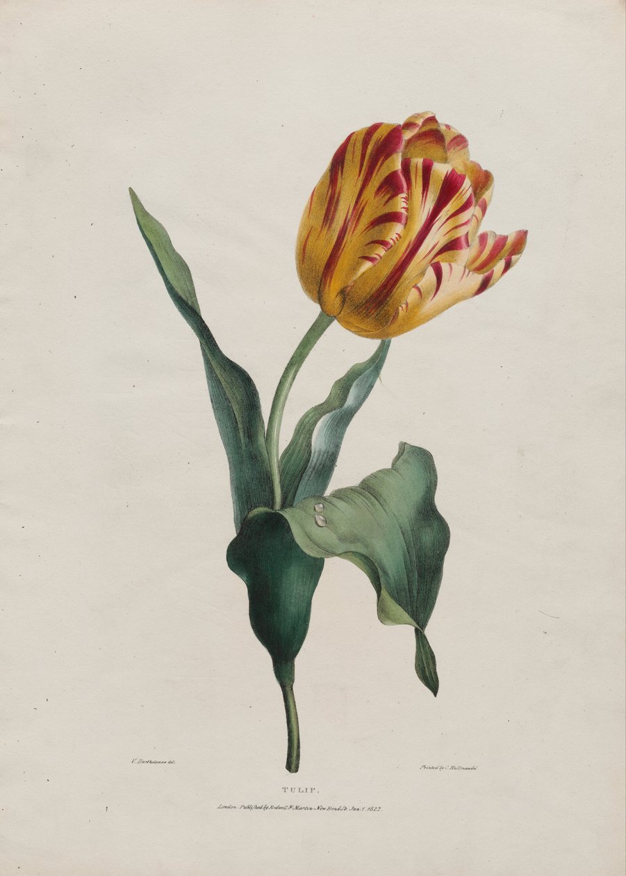 Tulipan av Valentine Bartholomew