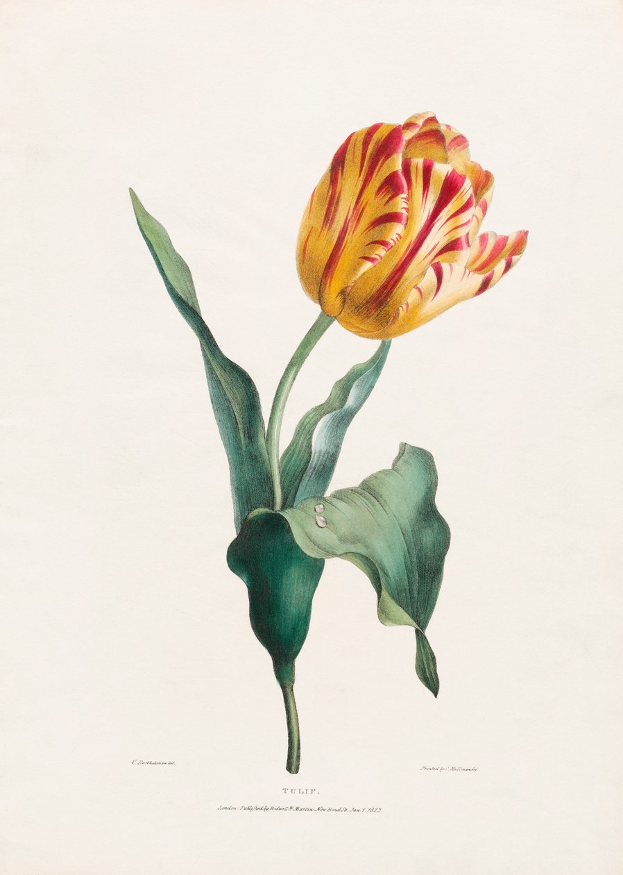 Antikt tulipantrykk av Valentine Bartholomew av Valentine Bartholomew