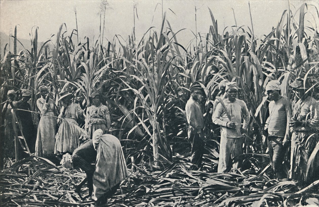 En sukkerrørplantasje, 1916 av Valentine and Sons Ltd