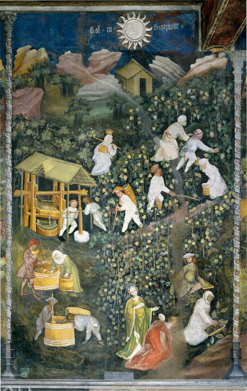 Oktober: høstingsscene, høsting av druer og tilberedning av mout (vinpressing). Maleri av Månedens Mester eller Mester Wenceslas (Maestro dei Mesi eller Maestro Wenceslao på italiensk, begynnelsen av 1400-tallet) restaurert av Marcello Fogolino ca. av Venceslao Maestro
