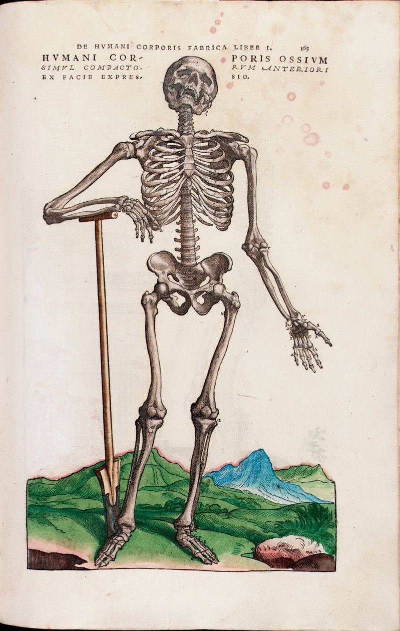 The Bones of the Human Body, illustrasjon fra "The Seven Fabrics of the Human Body" av Andreas Starr av Venetian School