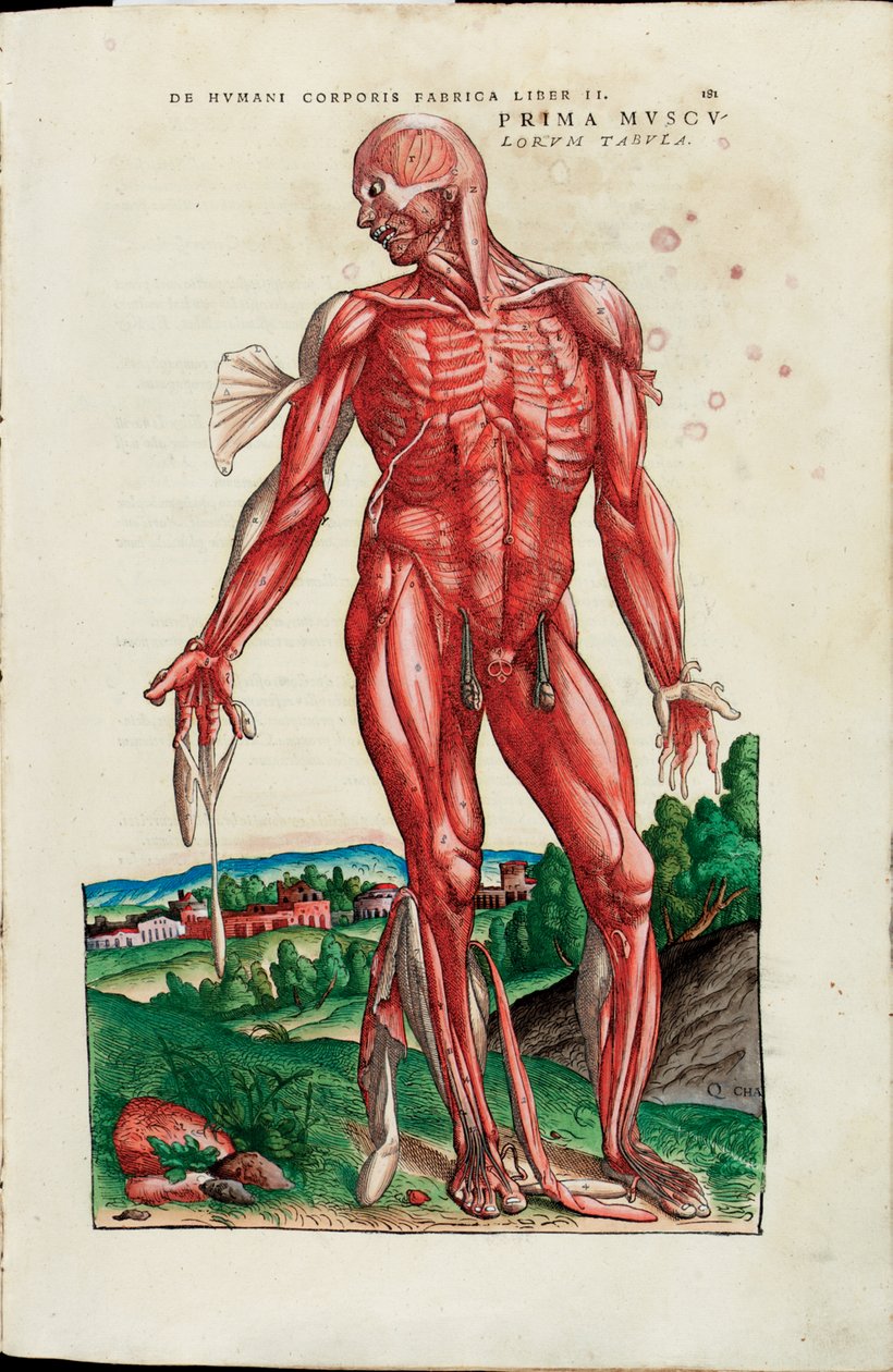 The First Map of the Muscles, illustrasjon fra "The Fabric of the Human Body" av Andreas Starr av Venetian School