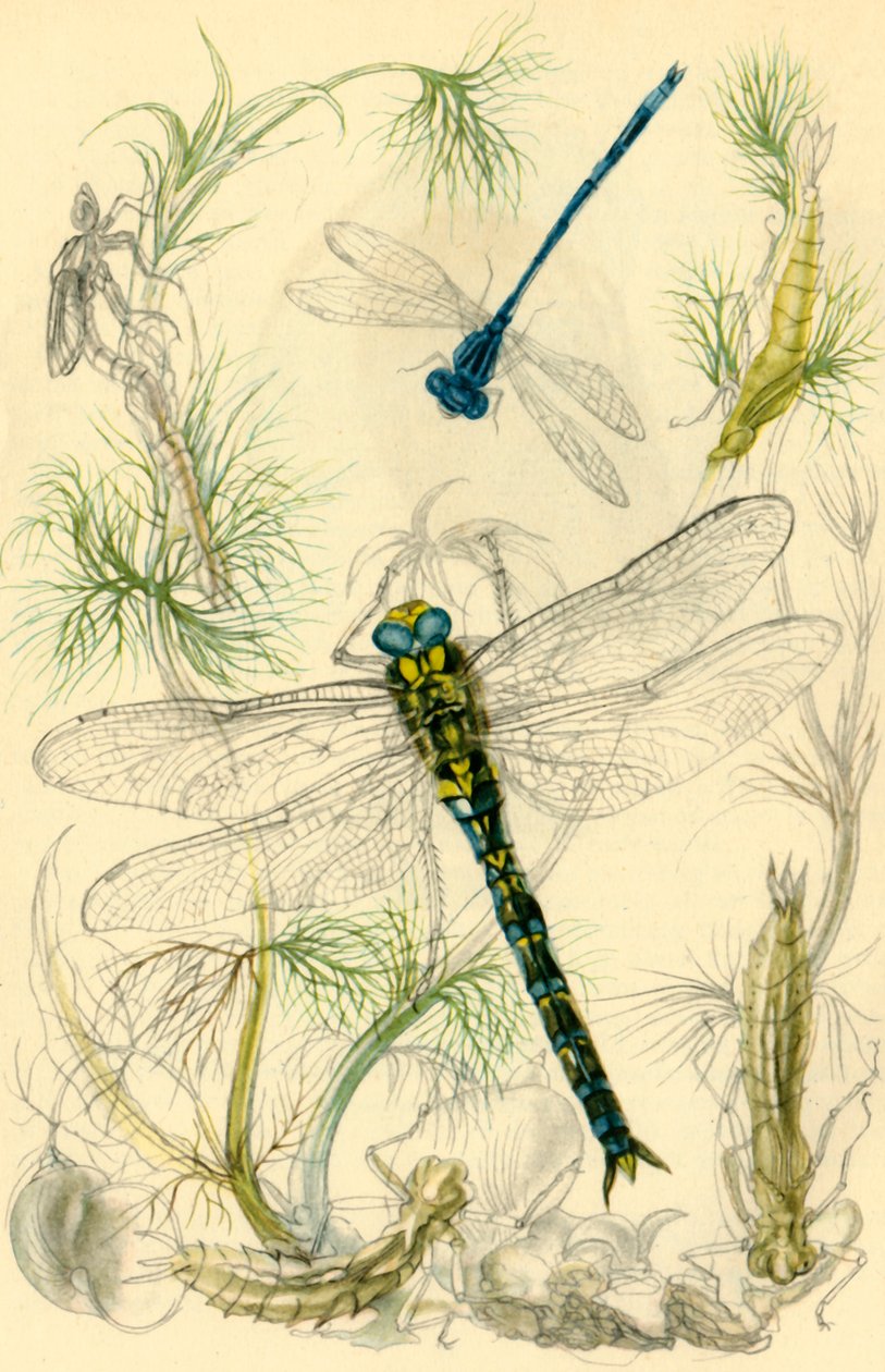 Damselflies, øyenstikkere og vannsnegler, ca 1930-tallet, 1946. av Vere Temple