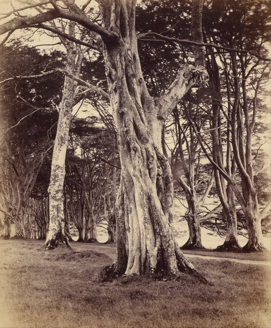 Bøk, Inveraray av Vernon Heath