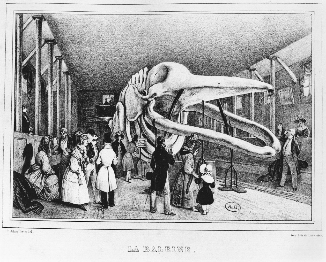 Hvalen ved Naturhistorisk museum i Paris, ca. 1840 av Victor Adam