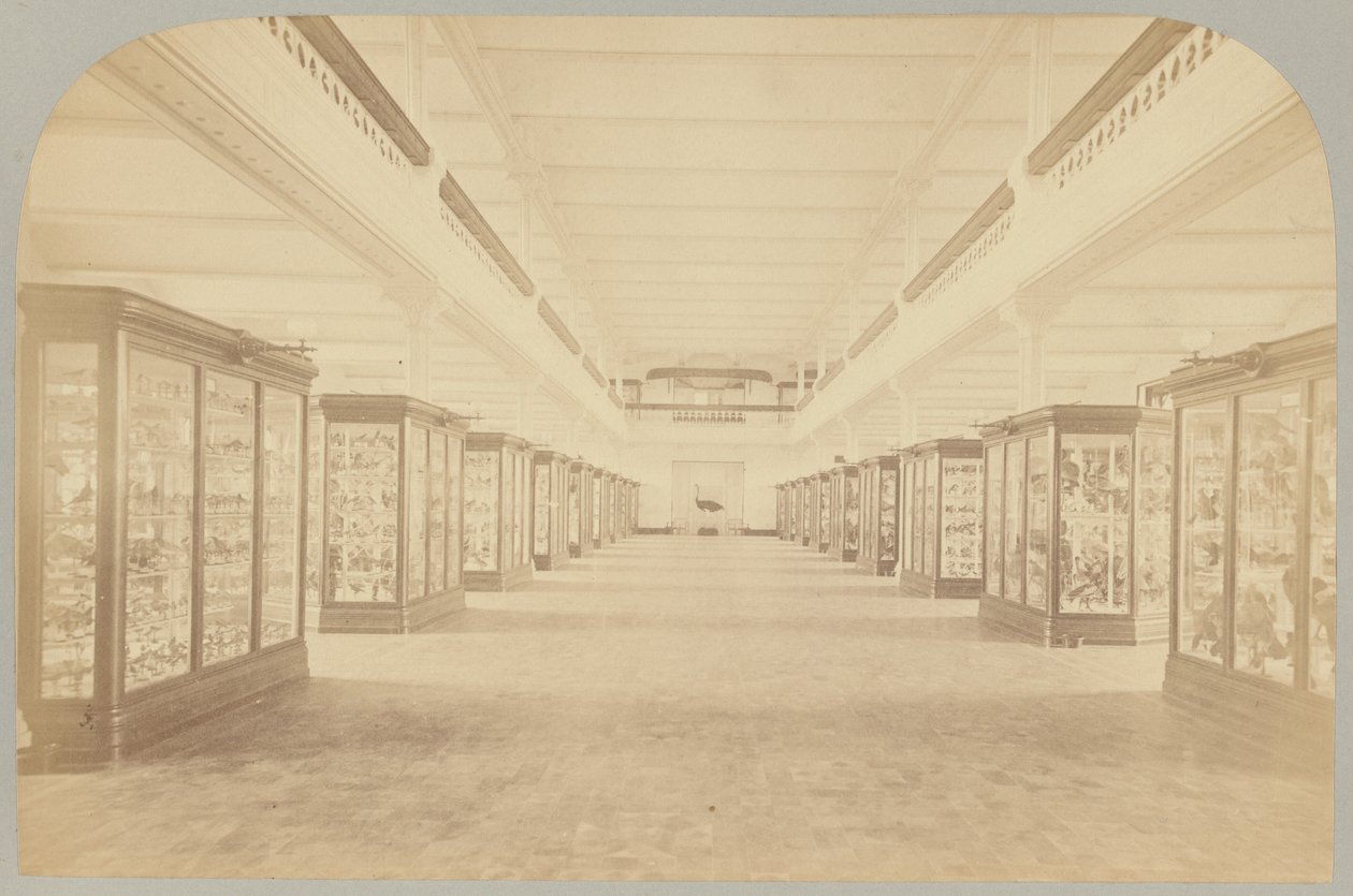 Pl. III. Hovedhistorie: Fugler av Victor Prevost, Gaston L. Feuardent and Co., New York