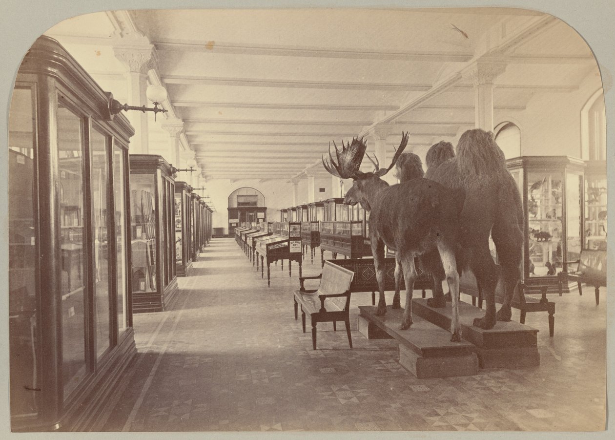 Pl. II. Nedre historie: Pattedyr av Victor Prevost, Gaston L. Feuardent and Co., New York