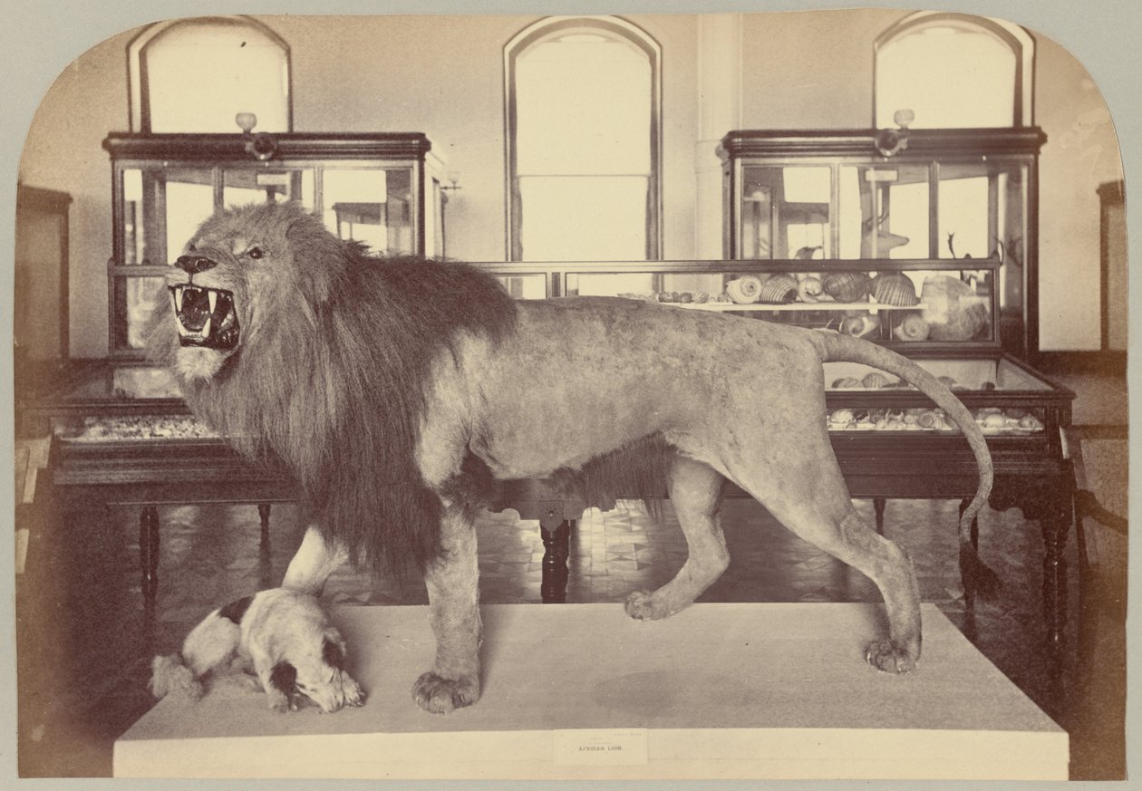 Pl. IX. Afrikansk løve av Victor Prevost, Gaston L. Feuardent and Co., New York