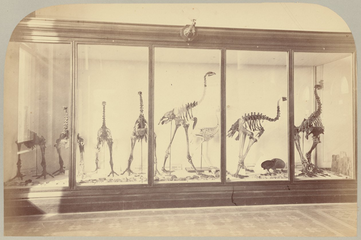 Pl. XV. Fossile fugler: New Zealand av Victor Prevost, Gaston L. Feuardent and Co., New York