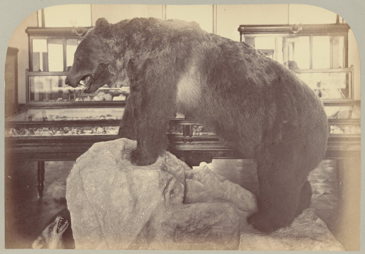 Pl. X. Grizzly Bear av Victor Prevost, Gaston L. Feuardent and Co., New York
