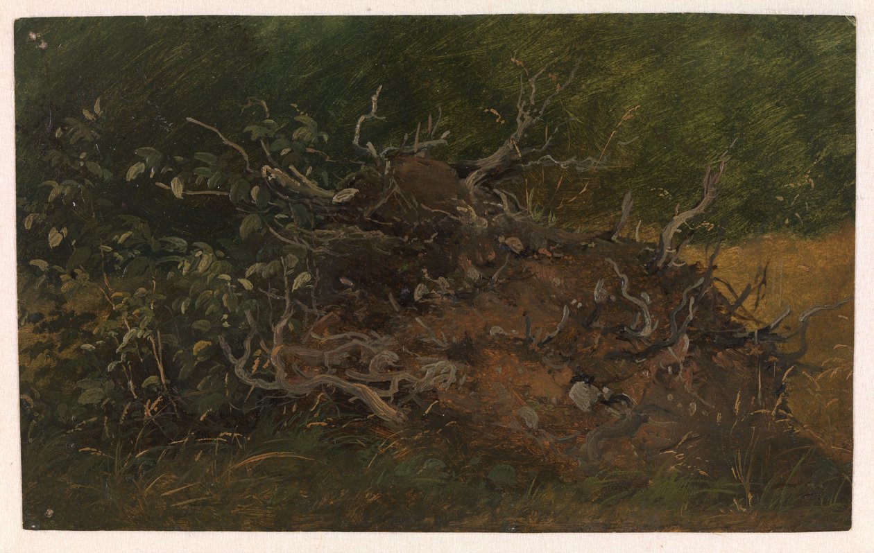 Studie av en trestubbe av Vilhelm Petersen