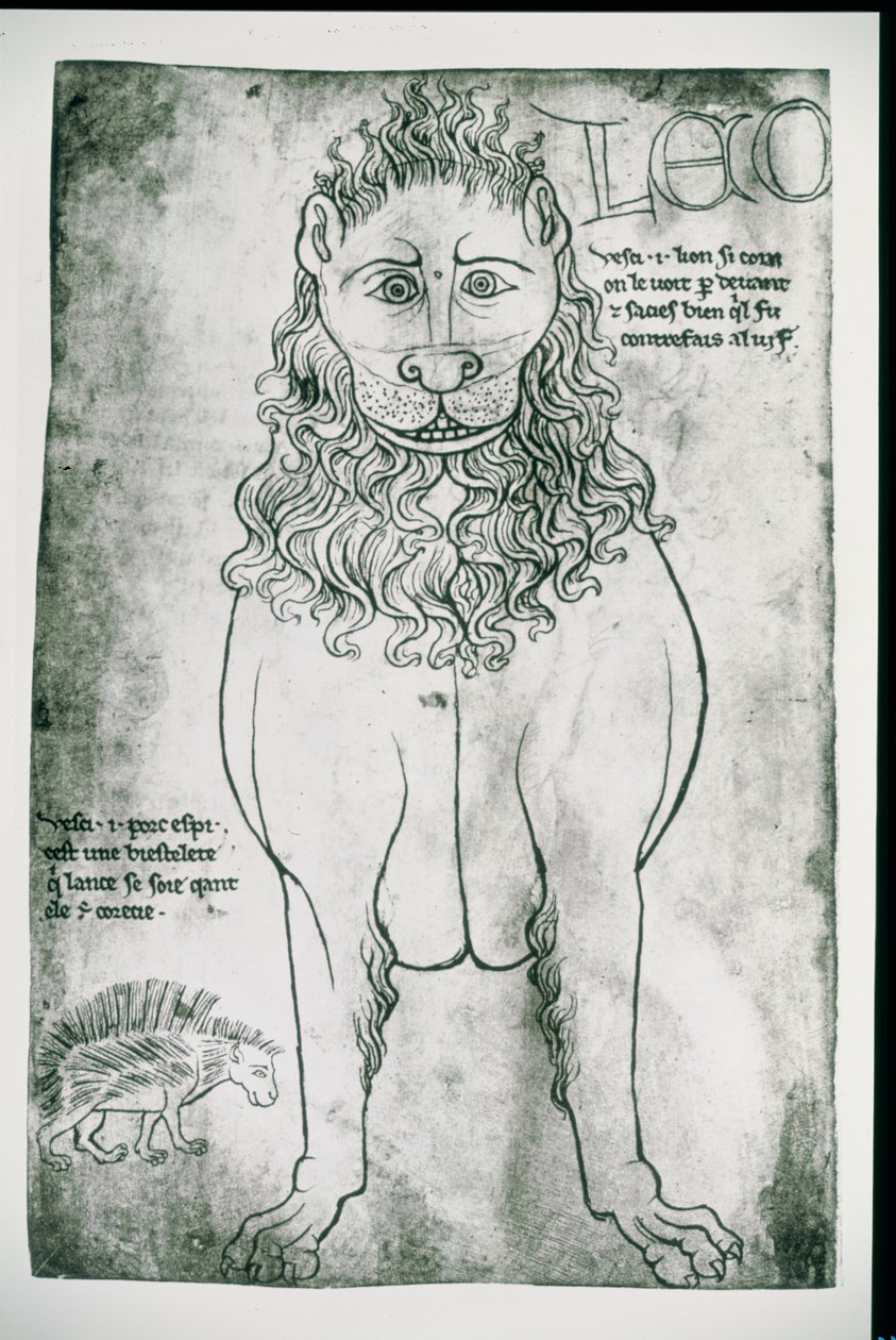 Fr 19093 fol.24v Løve og piggsvin (faksimile) av Villard de Honnecourt