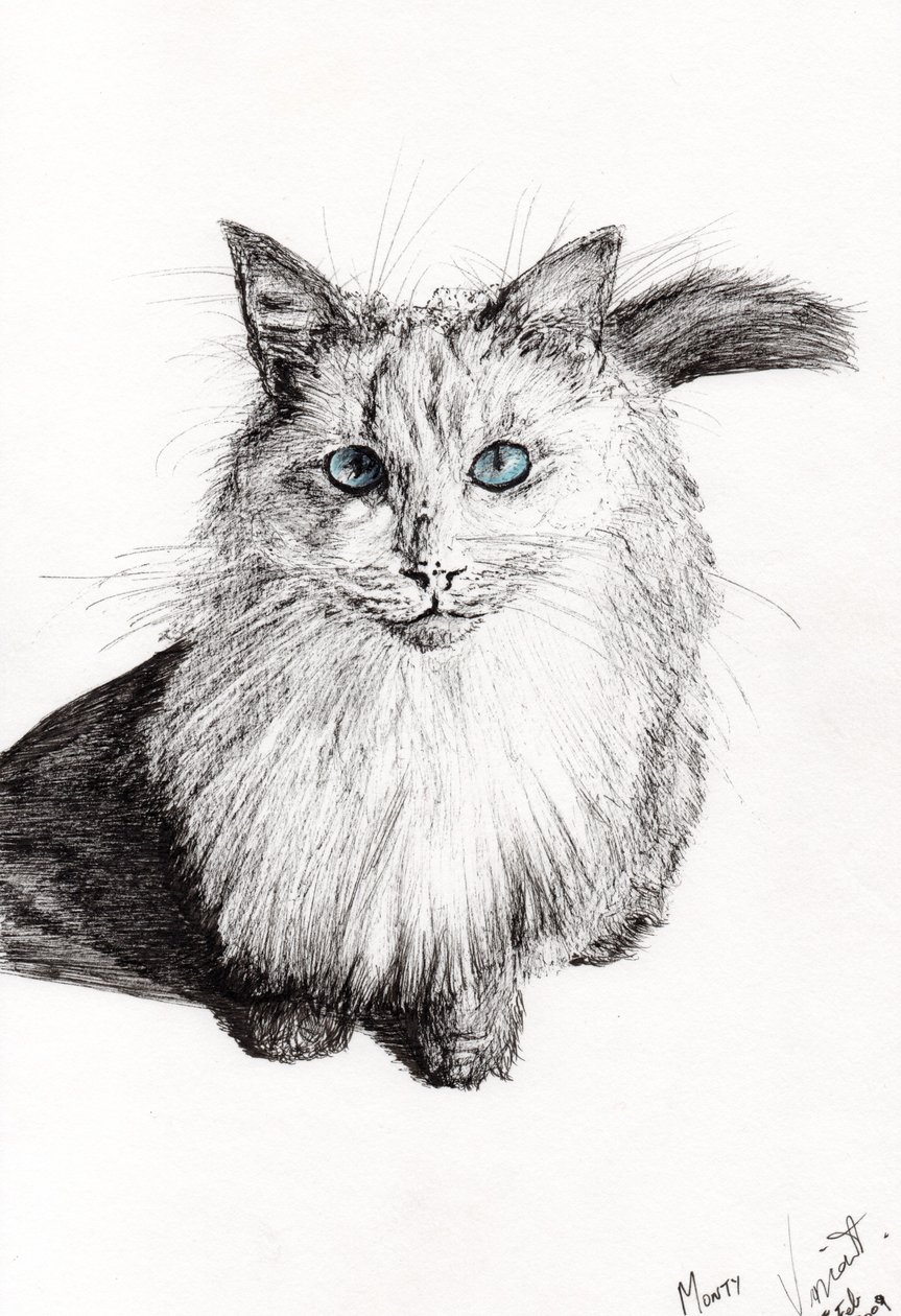 Monty, 2009, (blekk på papir) av Vincent Alexander Booth