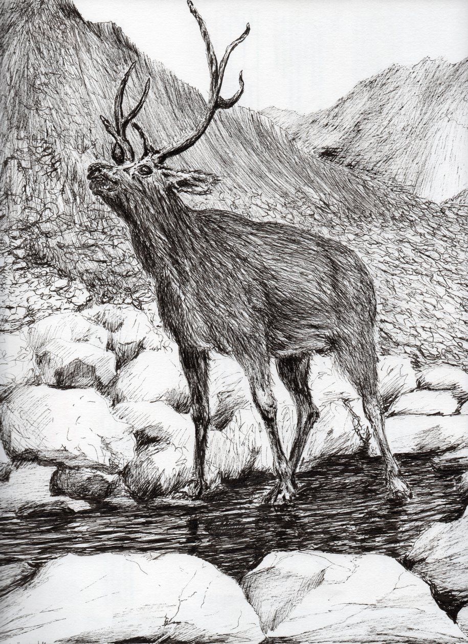 Stag, 2011, (blekk på papir) av Vincent Alexander Booth