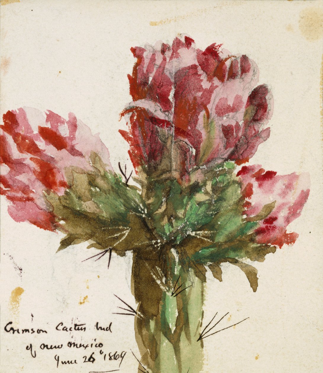 Crimson Cactus Bud of New Mexico, 1869 (wc på papir) av Vincent Colyer