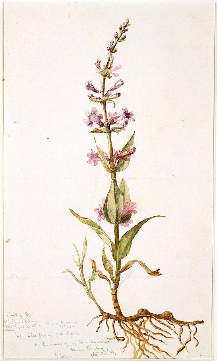 Wild Gili Flower of the Prairie på bredden av Canadian River, Indian Territory, 1869 (wc på papir) av Vincent Colyer