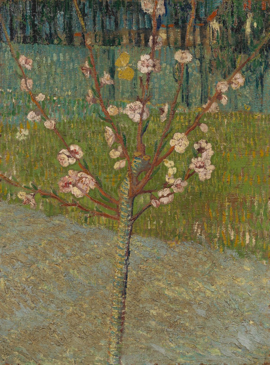 Mandeltre i blomst av Vincent van Gogh